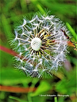 Pusteblume
