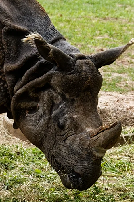 Nashorn