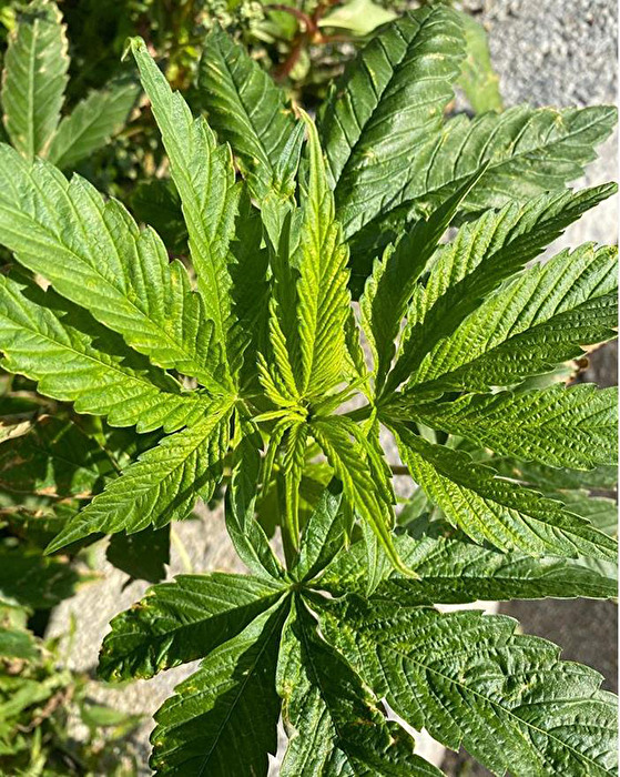 Cannabis