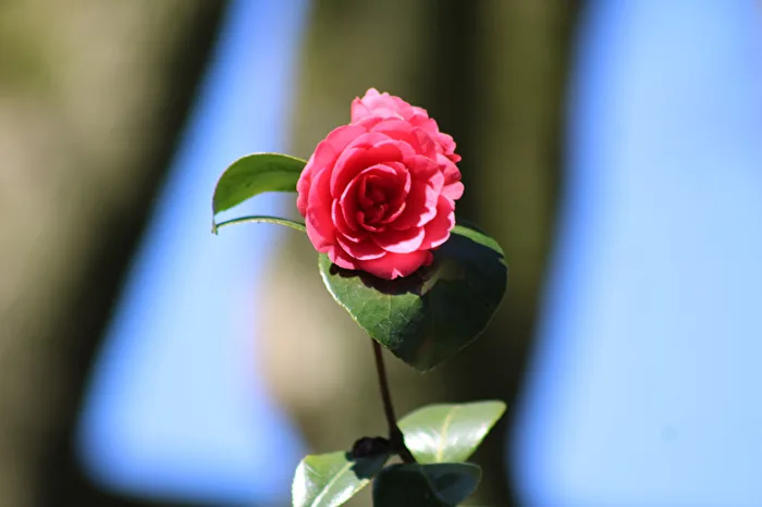 Rose in the zoo