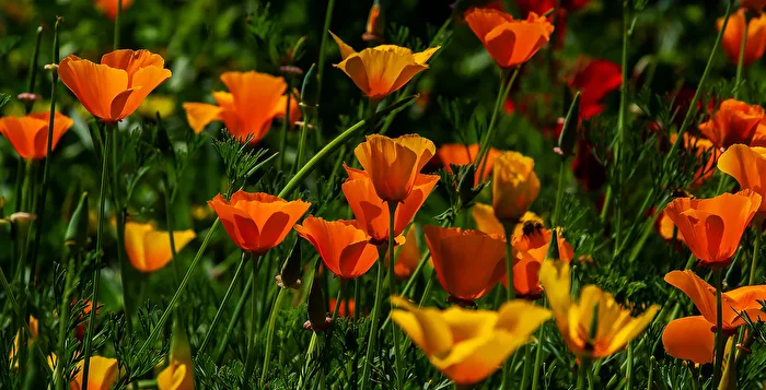 California Poppy
