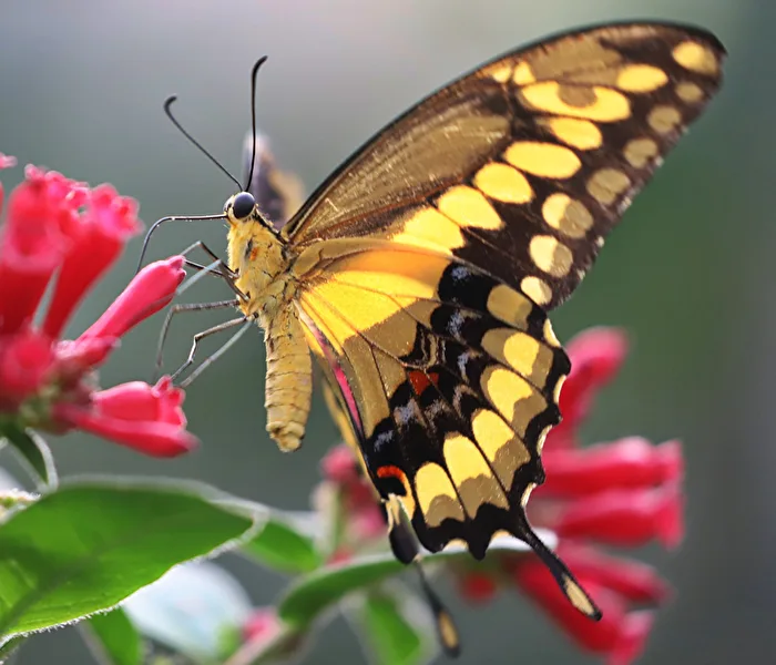 Swallowtail Butterfly