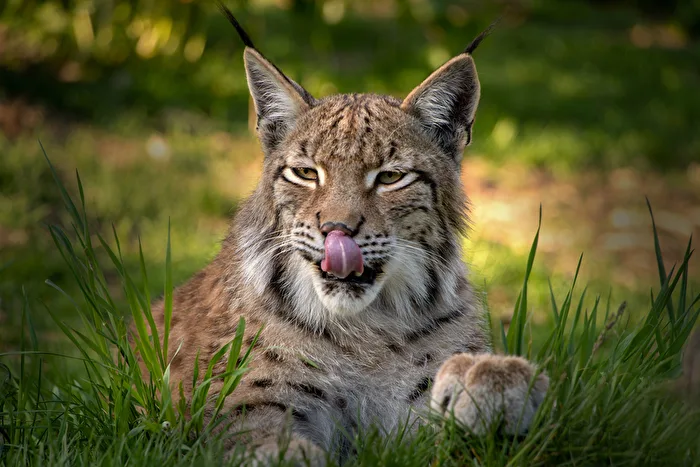 Lynx Hellenthal