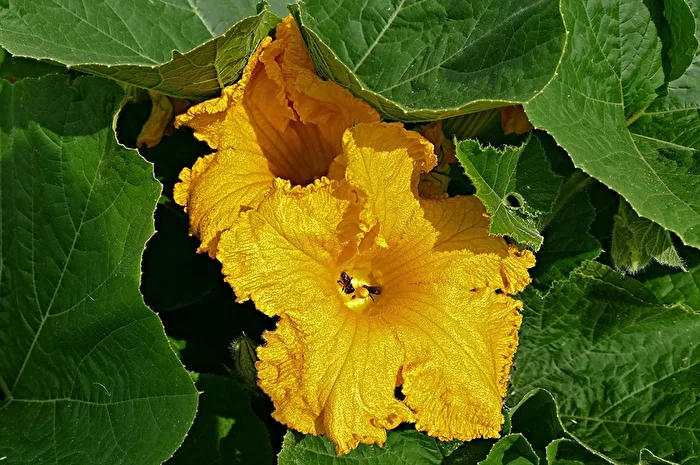 Pumpkin blossoms with guests