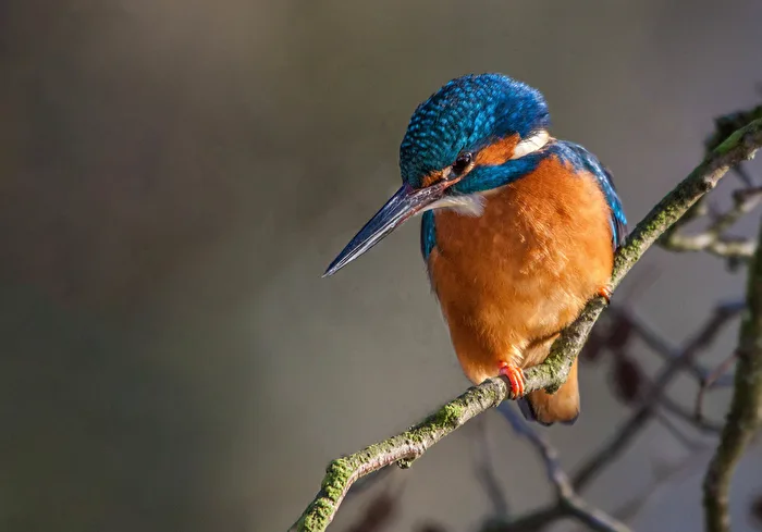 Eisvogel im Winter