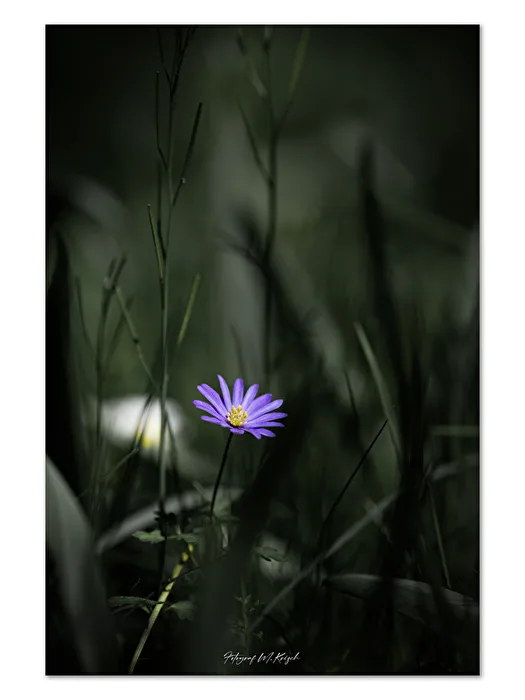 Versteckt im Gras
