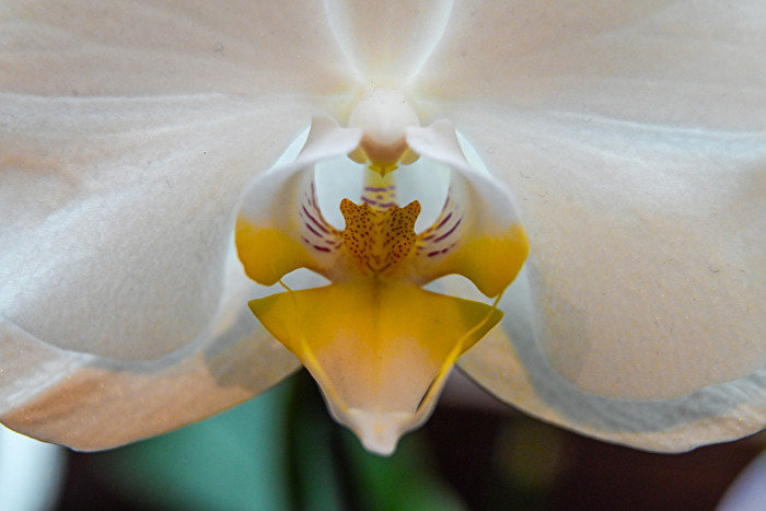 Weiße Orchidee