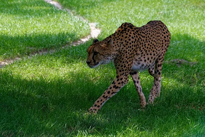 Guépard