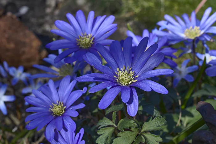 Anemones