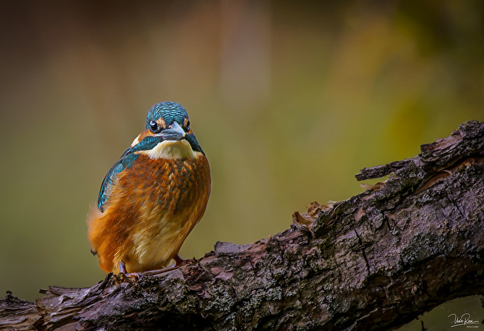 Kingfisher
