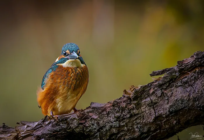 Kingfisher