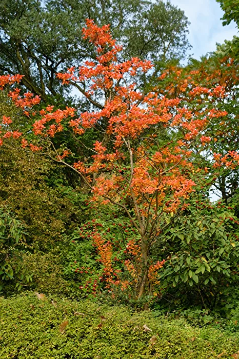 Herbstbaum