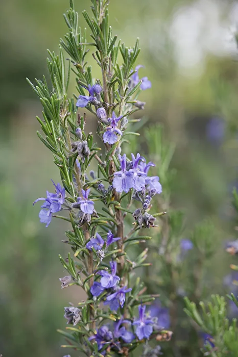 Rosemary in Bloom