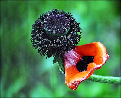 Mohnblüte