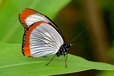 Schmetterling 1