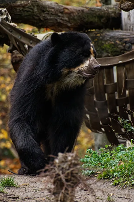 Brillenbär