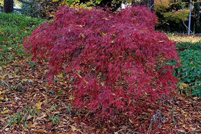 Herbstblätter