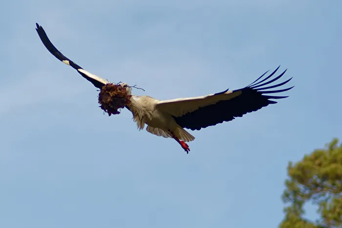 Cicogna