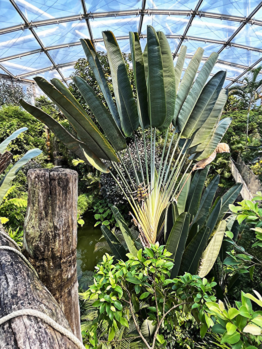 Baum der Reisenden, Gondwanaland im Zoo Leipzig
