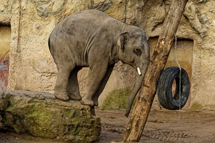 Elefant