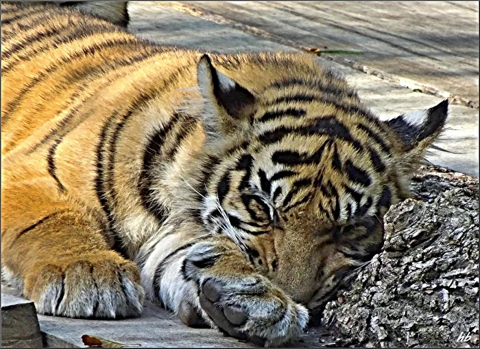 schlafender Tiger