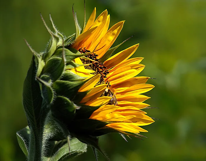 Sonnenblume