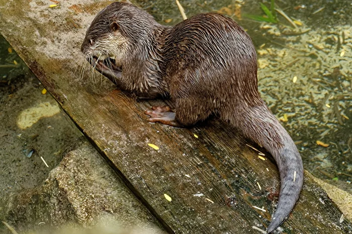 Dwarf otter