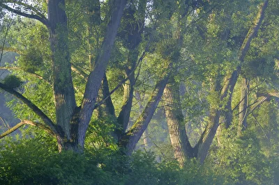 Lichtstimmung...