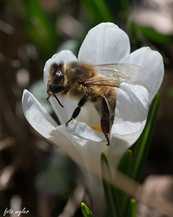 Bee