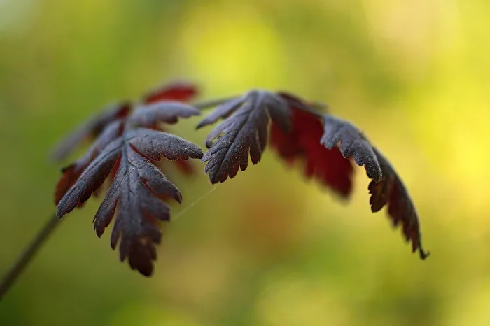 Forest plant