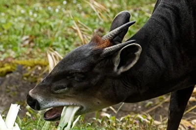 Gelbrückenducker