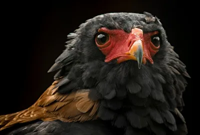 Der Gaukler - Schlangenadler