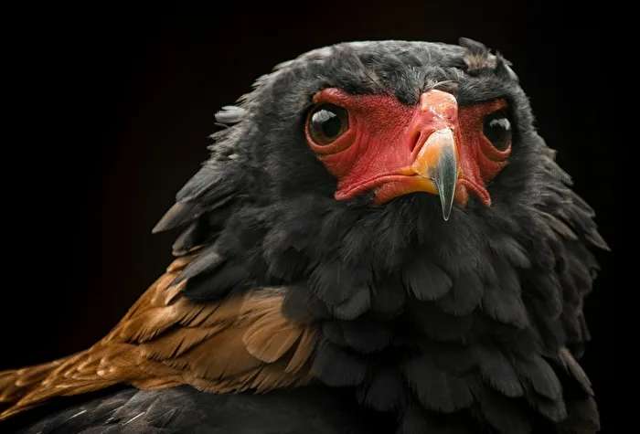 Der Gaukler - Schlangenadler