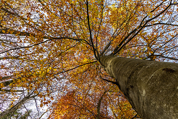 Noch sind einige Herbstblätter am Baum.