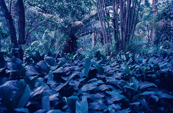 URWALD AM AMAZONAS - BRASILIEN