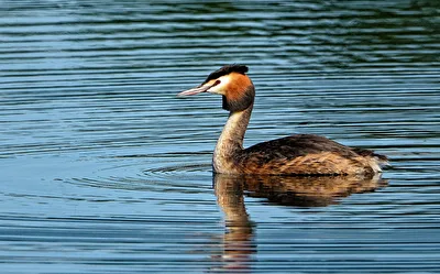 Haubentaucher (Podiceps cristatus)