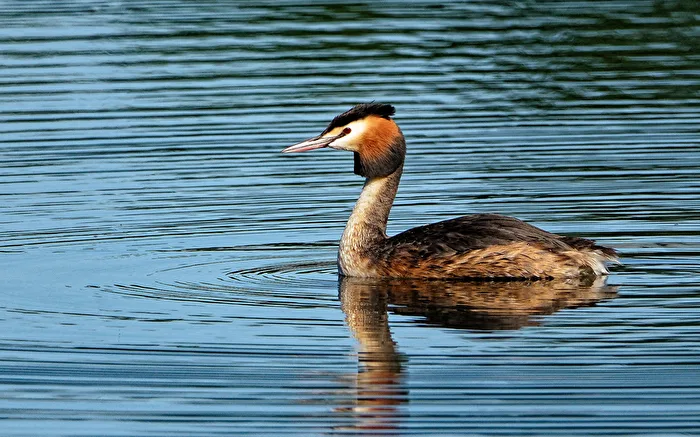 Great Crested Grebe (Podiceps cristatus)