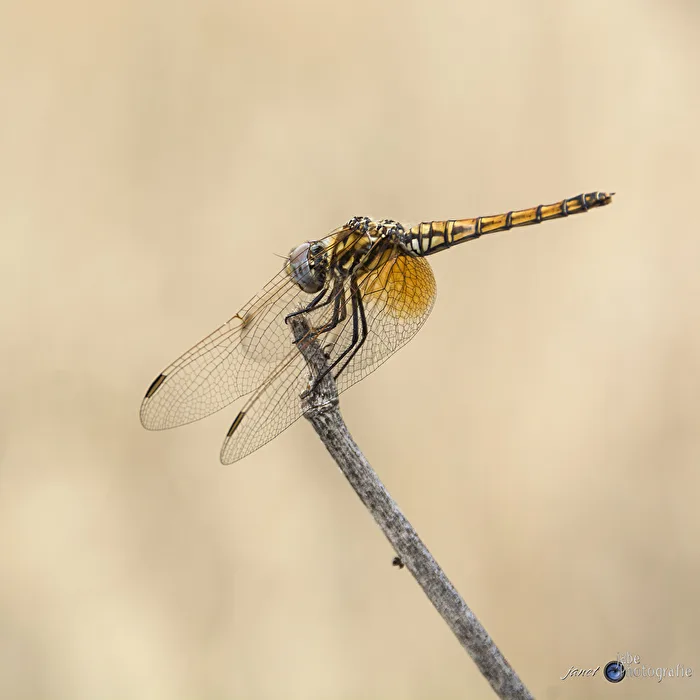 Dragonfly