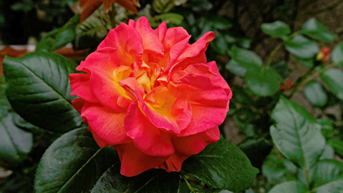 Rose ,,Meilland,,