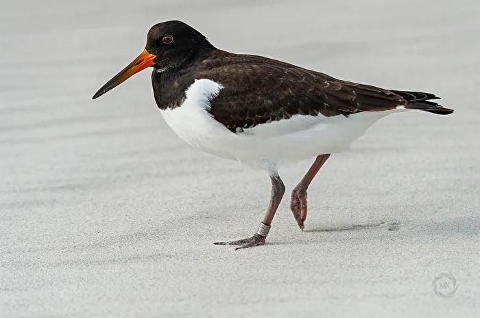 Oystercatcher