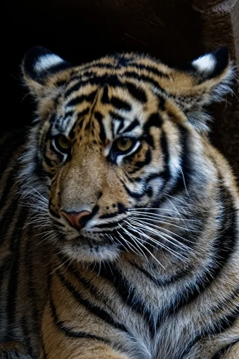 young tiger