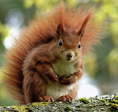 Wo ist meine SonntagmorgenNuß