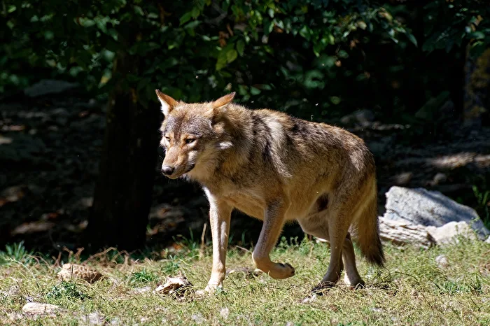 Loup de bois