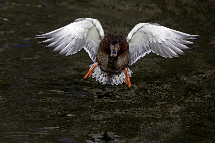 Ready to Land