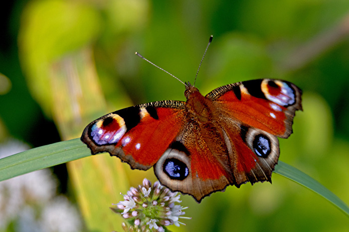 Der Admiral beim Sonne Tanken