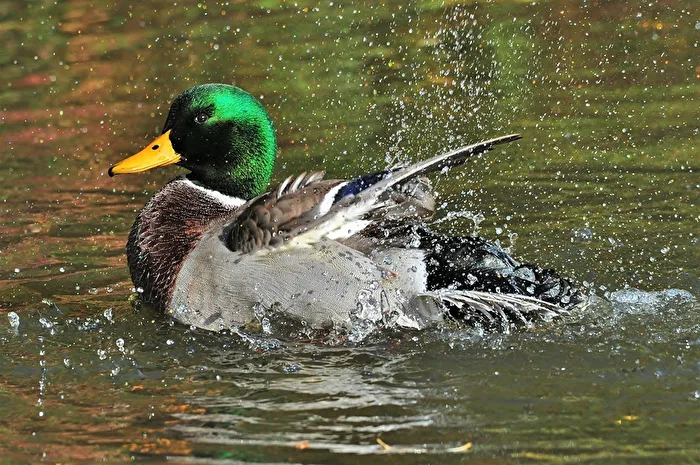 " Morgen - Dusche "
