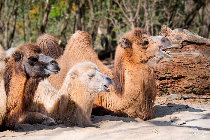 Der Kölsche Kamelchor