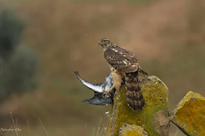 Die Landung