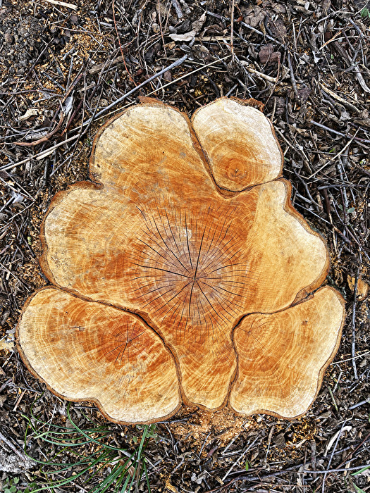 der Baum ist tot...