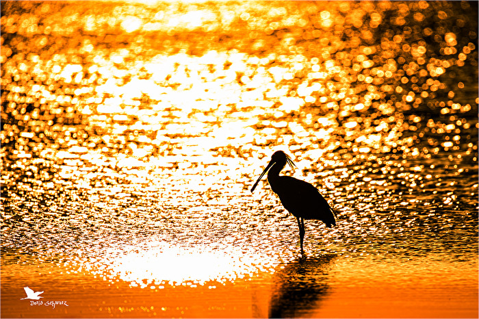 Löffler bei Sonnenuntergang